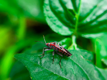 The Common Milkweed Bug (Oncopeltus fasciatus), also known as the Large Milkweed Bug, is an insect...