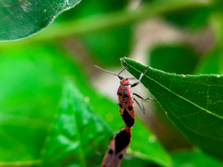 The Common Milkweed Bug (Oncopeltus fasciatus), also known as the Large Milkweed Bug, is an insect often seen perched on milkweed plants in gardens throughout North Americaの写真素材