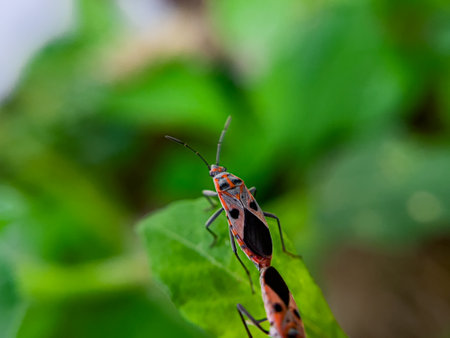 The Common Milkweed Bug (Oncopeltus fasciatus), also known as the Large Milkweed Bug, is an insect often seen perched on milkweed plants in gardens throughout North Americaの写真素材