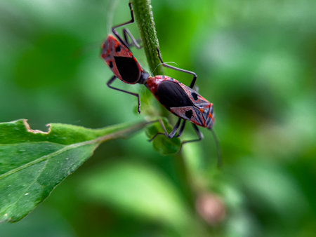 The Common Milkweed Bug (Oncopeltus fasciatus), also known as the Large Milkweed Bug, is an insect often seen perched on milkweed plants in gardens throughout North Americaの写真素材