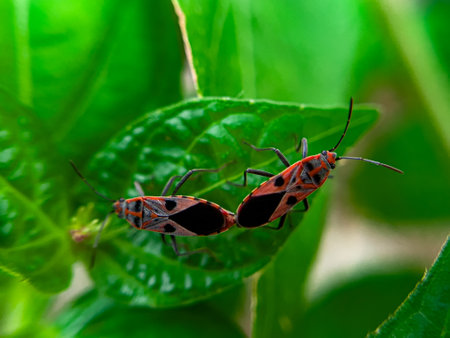 The Common Milkweed Bug (Oncopeltus fasciatus), also known as the Large Milkweed Bug, is an insect often seen perched on milkweed plants in gardens throughout North Americaの写真素材