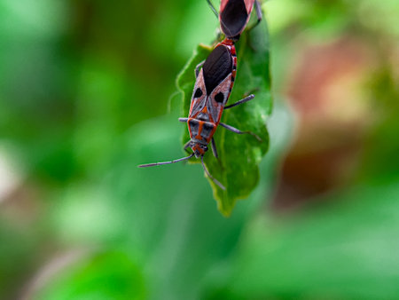 The Common Milkweed Bug (Oncopeltus fasciatus), also known as the Large Milkweed Bug, is an insect often seen perched on milkweed plants in gardens throughout North Americaの写真素材