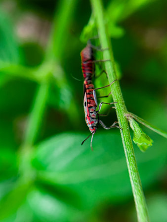 The Common Milkweed Bug (Oncopeltus fasciatus), also known as the Large Milkweed Bug, is an insect often seen perched on milkweed plants in gardens throughout North Americaの写真素材