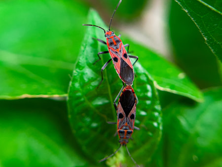 The Common Milkweed Bug (Oncopeltus fasciatus), also known as the Large Milkweed Bug, is an insect often seen perched on milkweed plants in gardens throughout North Americaの写真素材