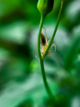 The lynx spider (Oxyopes salticus) perched on a lush plant; the lynx spider (Oxyopes salticus) is the common name for any member of the Oxyopidae family. This spider hunts on plantsの写真素材