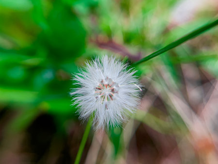 Erechtites hieraciifolius, known as burnweed, is a member of the Asteraceae family. This plant has beautiful flowers that grow among the grass in the home gardenの写真素材
