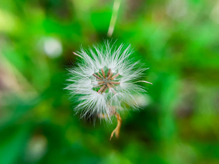 Erechtites hieraciifolius, known as burnweed, is a member of the Asteraceae family. This plant has beautiful flowers that grow among the grass in the home gardenの写真素材