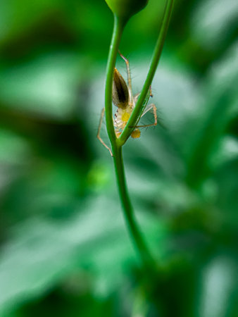 The lynx spider (Oxyopes salticus) perched on a lush plant; the lynx spider (Oxyopes salticus) is the common name for any member of the Oxyopidae family. This spider hunts on plantsの写真素材