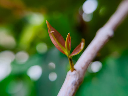 A new shoot emerging from the guava tree, bringing new life.の写真素材