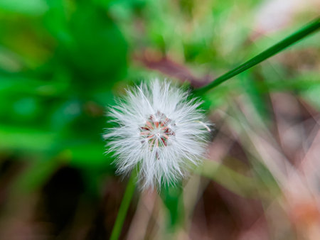 Erechtites hieraciifolius, known as burnweed, is a member of the Asteraceae family. This plant has beautiful flowers that grow among the grass in the home gardenの写真素材