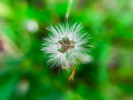 Erechtites hieraciifolius, known as burnweed, is a member of the Asteraceae family. This plant has beautiful flowers that grow among the grass in the home gardenの写真素材