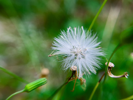 Erechtites hieraciifolius, known as burnweed, is a member of the Asteraceae family. This plant has beautiful flowers that grow among the grass in the home gardenの写真素材