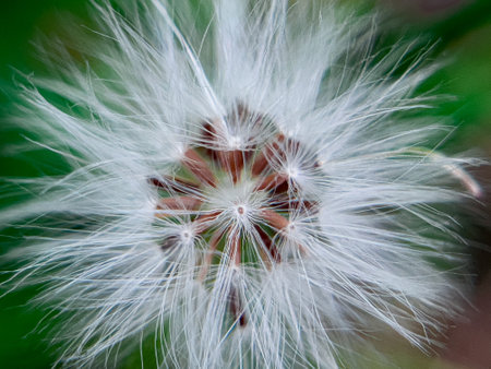 Erechtites hieraciifolius, known as burnweed, is a member of the Asteraceae family. This plant has beautiful flowers that grow among the grass in the home gardenの写真素材