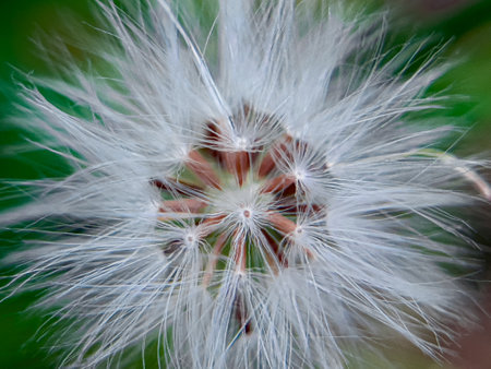 Erechtites hieraciifolius, known as burnweed, is a member of the Asteraceae family. This plant has beautiful flowers that grow among the grass in the home gardenの写真素材