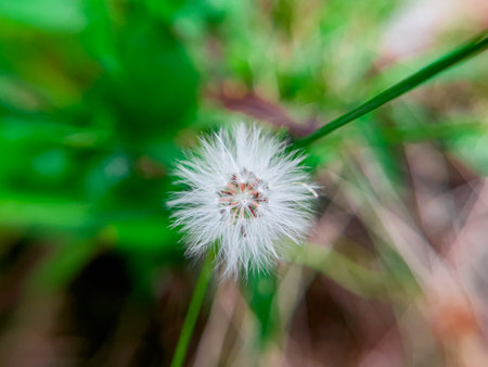 Erechtites hieraciifolius, known as burnweed, is a member of the Asteraceae family. This plant has beautiful flowers that grow among the grass in the home gardenの写真素材