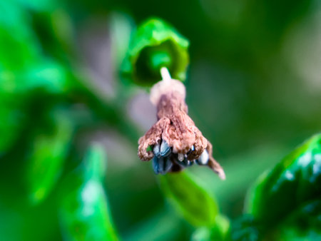 The wilted chili pepper flowers are brownish in color in the gardenの写真素材