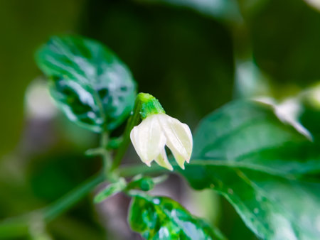 White flower of chili peppers hangs downwards from the stemの写真素材