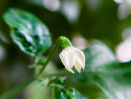 White flower hangs downwards from the stemの写真素材