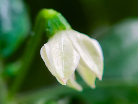 White flower of chili peppers hangs downwards from the stemの写真素材