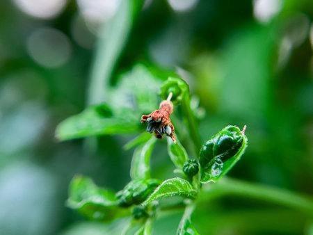 The wilted chili pepper flowers are brownish in color in the gardenの写真素材
