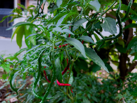 Fresh organic whole red peppers in the field are ready to be harvestedの写真素材