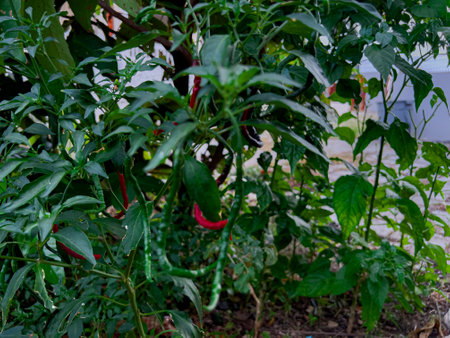 Fresh organic whole red peppers in the field are ready to be harvestedの写真素材