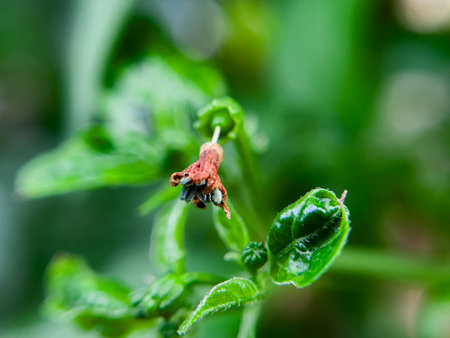 The wilted chili pepper flowers are brownish in color in the gardenの写真素材