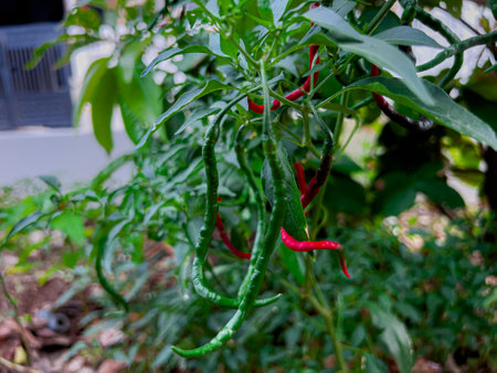Fresh organic whole red peppers in the field are ready to be harvestedの写真素材