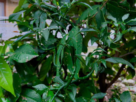 Fresh organic whole red peppers in the field are ready to be harvestedの写真素材