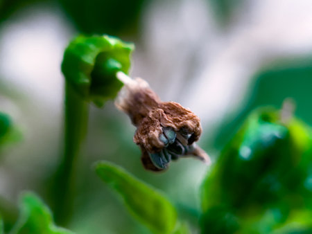 The wilted chili pepper flowers are brownish in color in the gardenの写真素材