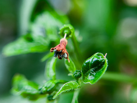 The wilted chili pepper flowers are brownish in color in the gardenの写真素材