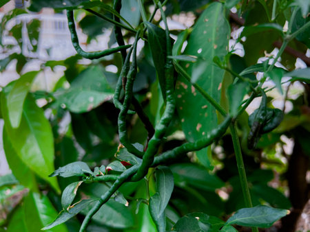Fresh organic whole red peppers in the field are ready to be harvestedの写真素材