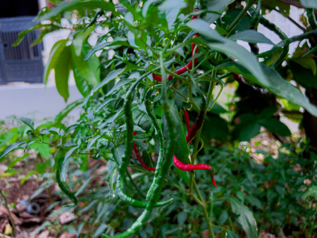 Fresh organic whole red peppers in the field are ready to be harvestedの写真素材