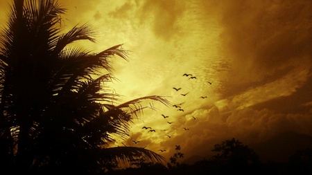 Sunset with coconut tree  and birdの素材