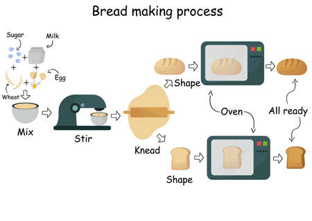 illustration of the stages of bread making with descriptions of each stage, with a modern designのイラスト素材