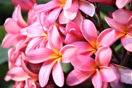 frangipani trees against a clear sky backgroundの写真素材