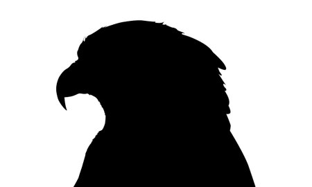 silhouette of an eagle on a white backgroundのイラスト素材