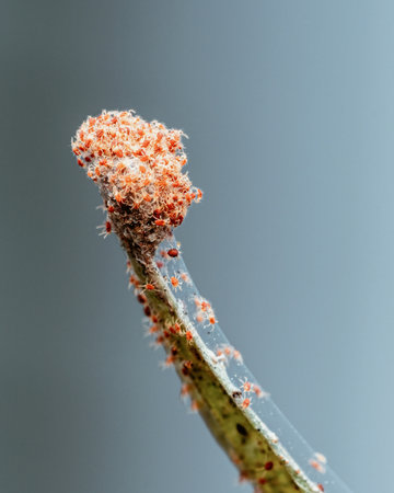 Macro shot of small red spider eggs on a twig.の写真素材