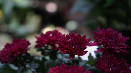 a group of purple bloom flowersの写真素材