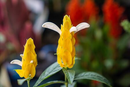 Pachystachys lutea common names lollipop plant and golden shrimp plant The Latin specific epithet...