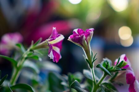 Geraniums are a longtime favorite of gardeners. They are easy to grow, colorful, and emit a lovely scent. Hereâs how to grow geraniums in your home and garden!の写真素材