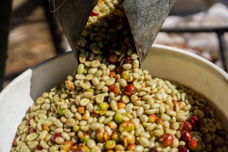 green coffee bean refers to unroasted mature or immature coffee beans. These have been processed by...