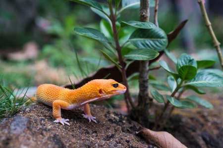 Tangerine leopard geckos are ground-dwelling lizards. They are larger than many other gecko species. Those found in the wild typically have more dark, dull, and drab colorationsの写真素材