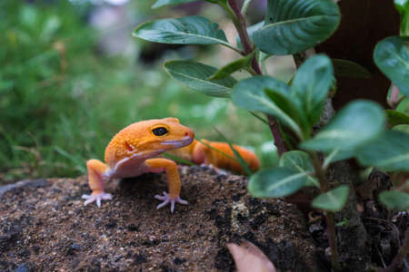 Tangerine leopard geckos are ground-dwelling lizards. They are larger than many other gecko species....