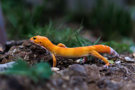Tangerine leopard geckos are ground-dwelling lizards. They are larger than many other gecko species. Those found in the wild typically have more dark, dull, and drab colorationsの写真素材