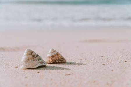The exoskeletons of snails and clams, or their shells in common parlance, differ from the...
