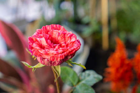 a pink roses bloom in garden cityの写真素材