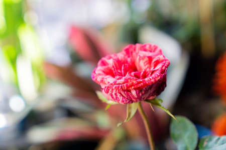 a pink roses bloom in garden cityの写真素材