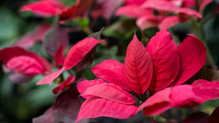The Red Leaves