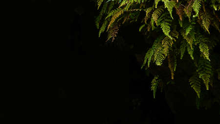 A fern is a member of a group of vascular plants (plants with xylem and phloem) that reproduce via spores and have neither seeds nor flowersの写真素材